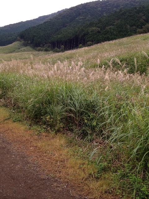 f:id:teruhanomori:20150810035938j:image f:id:teruhanomori:20150810035938j:image