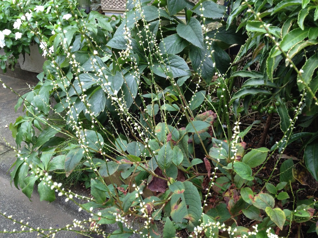 f:id:teruhanomori:20150927142557j:image f:id:teruhanomori:20150927142557j:image