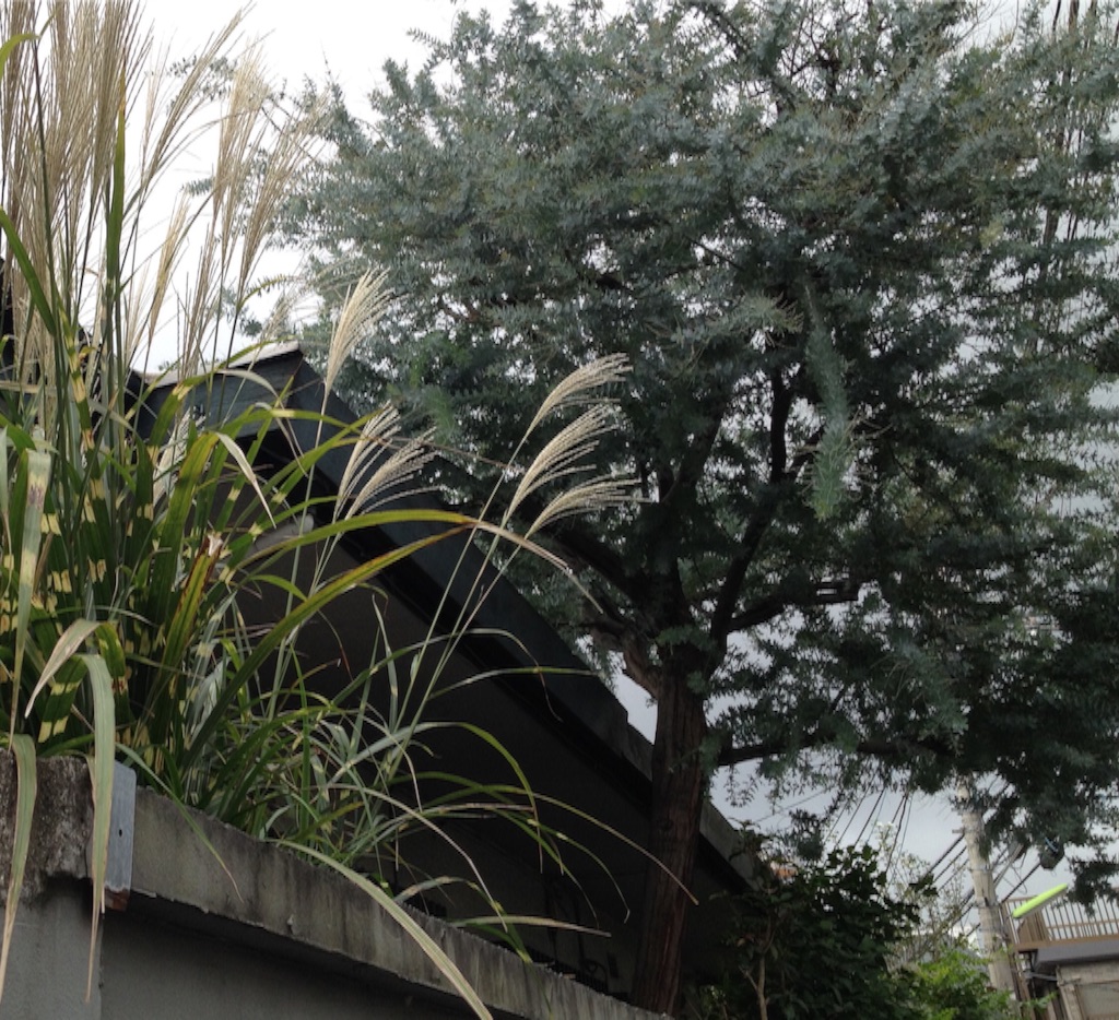 f:id:teruhanomori:20150927142621j:image f:id:teruhanomori:20150927142621j:image