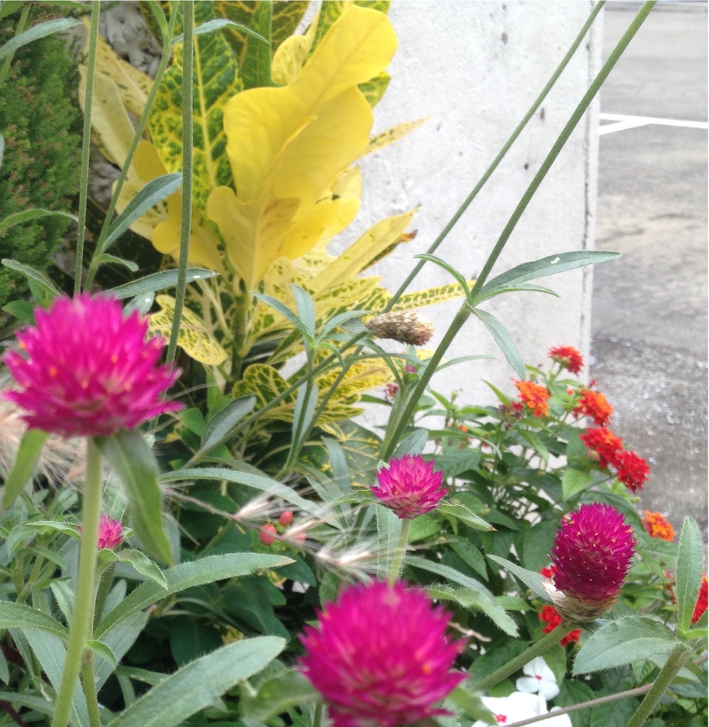 f:id:teruhanomori:20150927142744j:image f:id:teruhanomori:20150927142744j:image