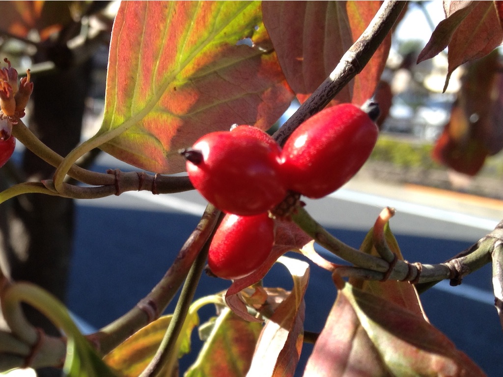 f:id:teruhanomori:20151101140644j:image f:id:teruhanomori:20151101140644j:image