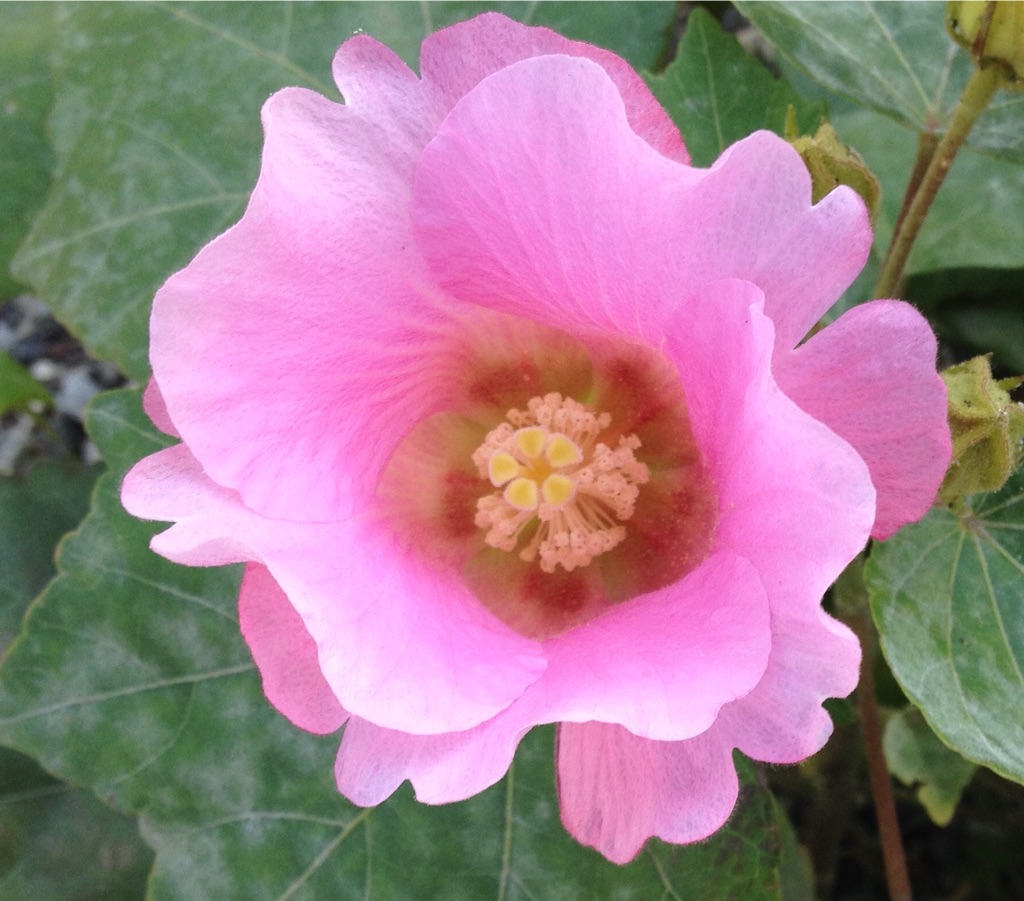 f:id:teruhanomori:20151101140836j:image f:id:teruhanomori:20151101140836j:image