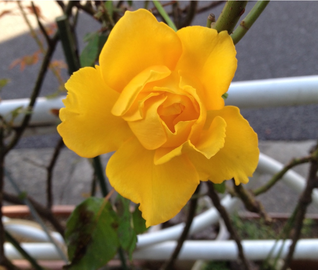 f:id:teruhanomori:20151101140917j:image f:id:teruhanomori:20151101140917j:image