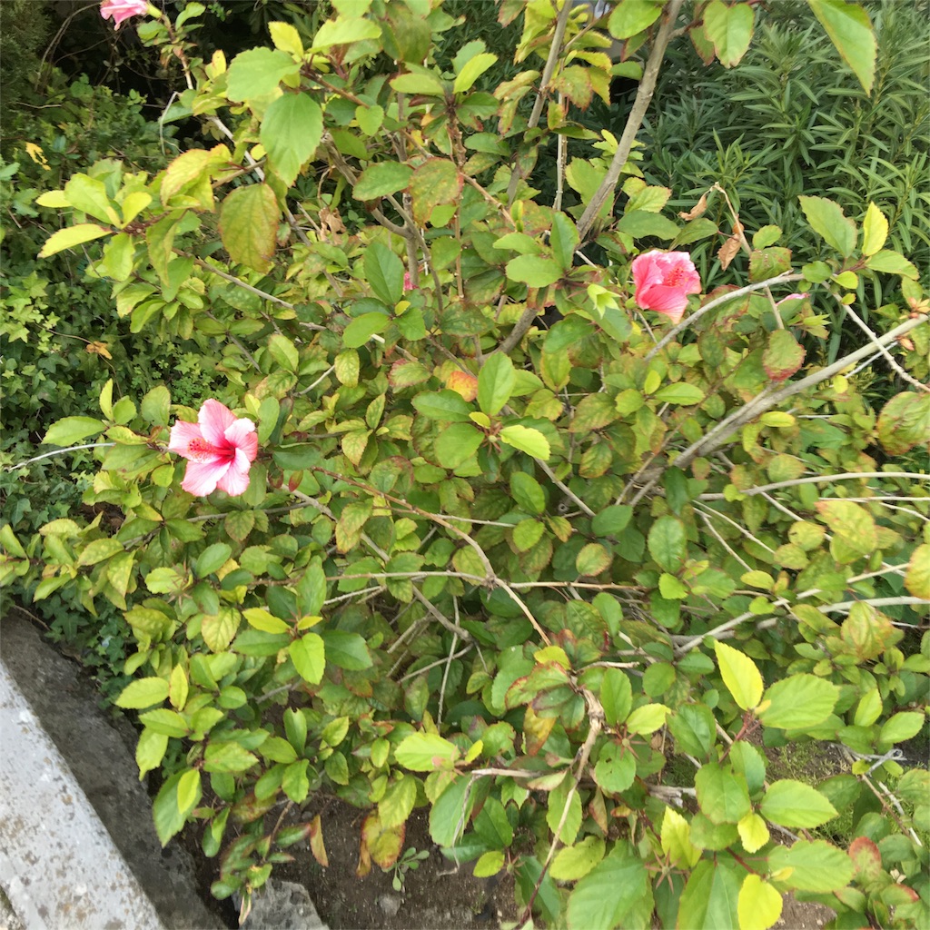 f:id:teruhanomori:20160101043001j:image f:id:teruhanomori:20160101043001j:image