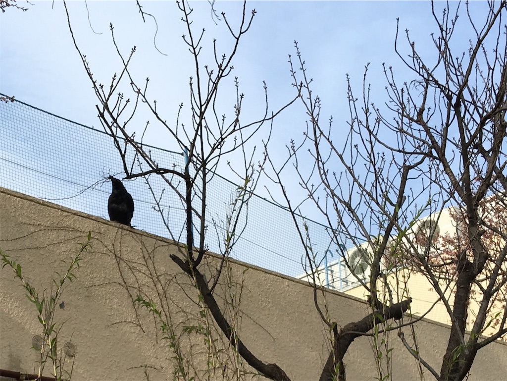 f:id:teruhanomori:20160407124908j:image f:id:teruhanomori:20160407124908j:image