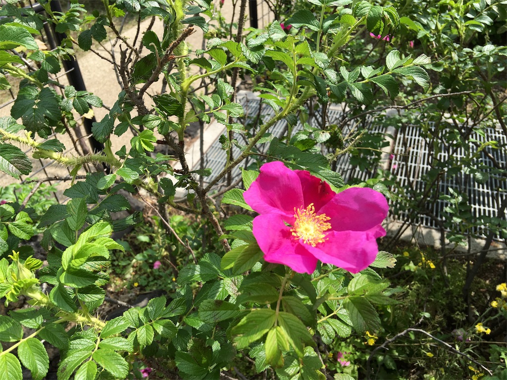 f:id:teruhanomori:20160503163822j:image f:id:teruhanomori:20160503163822j:image