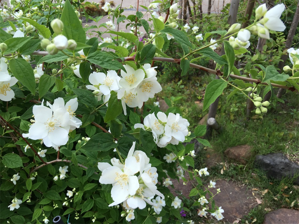 f:id:teruhanomori:20160503163849j:image f:id:teruhanomori:20160503163849j:image