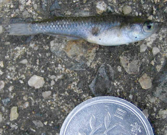 f:id:tetsu23:20050917212507j:image:w300