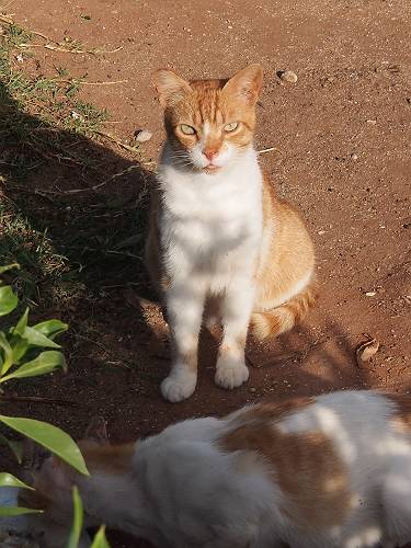 f:id:tetsujin96:20140416030013j:plain