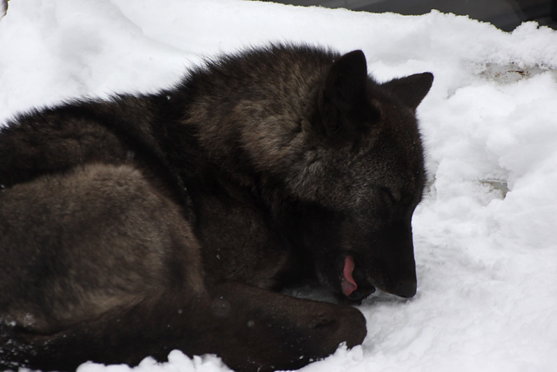 f:id:tett_k2:20081123232310j:image:w600 f:id:tett_k2:20081123232310j:image:w600