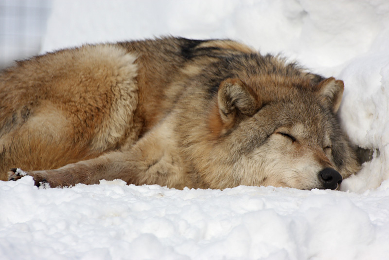 f:id:tett_k2:20081123232312j:image:w600 f:id:tett_k2:20081123232312j:image:w600