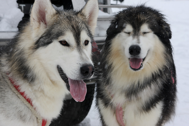 f:id:tett_k2:20090215223708j:image:w600 f:id:tett_k2:20090215223708j:image:w600