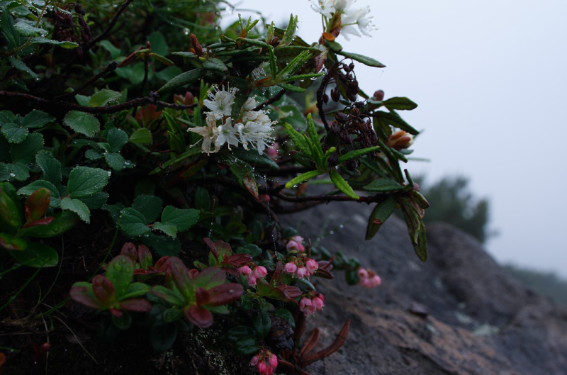 f:id:tett_k2:20090714232353j:image:w600 f:id:tett_k2:20090714232353j:image:w600