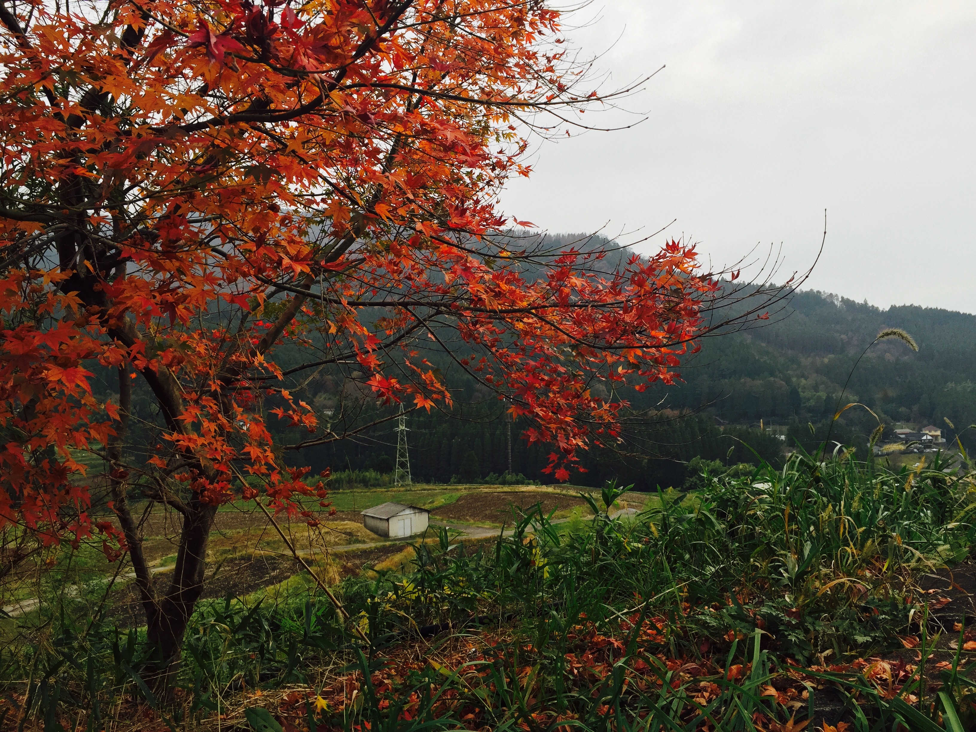 f:id:the_very_hungry3819:20151202195142j:image f:id:the_very_hungry3819:20151202195142j:image