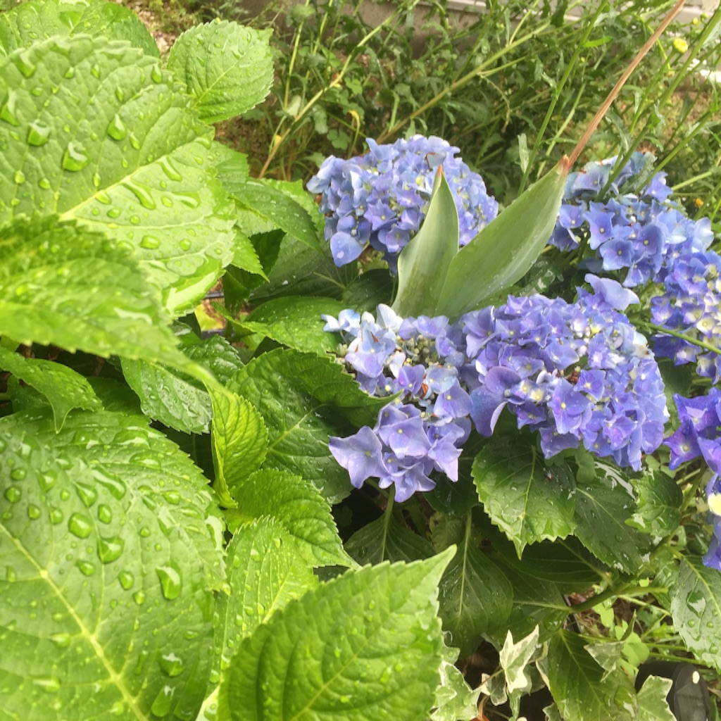 f:id:theland:20160509212752j:image f:id:theland:20160509212752j:image
