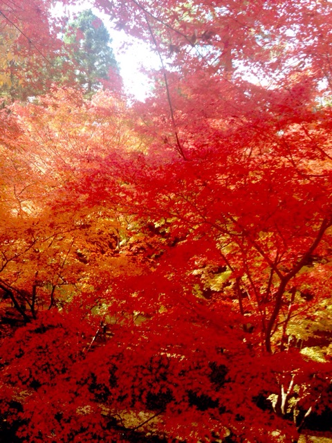 f:id:theyare:20141125012933j:plain f:id:theyare:20141125012933j:plain