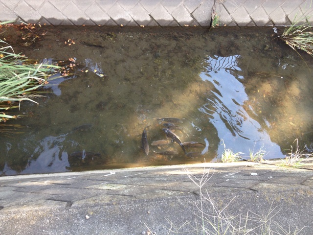 f:id:thierrybuddhist:20141020140101j:plain f:id:thierrybuddhist:20141020140101j:plain