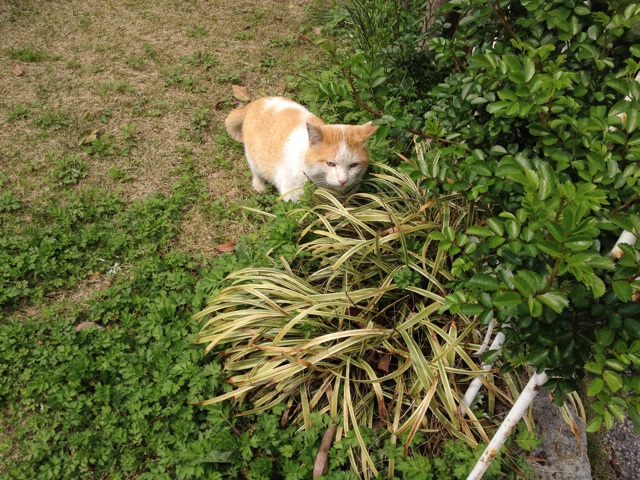 f:id:thierrybuddhist:20150418044116j:plain f:id:thierrybuddhist:20150418044116j:plain