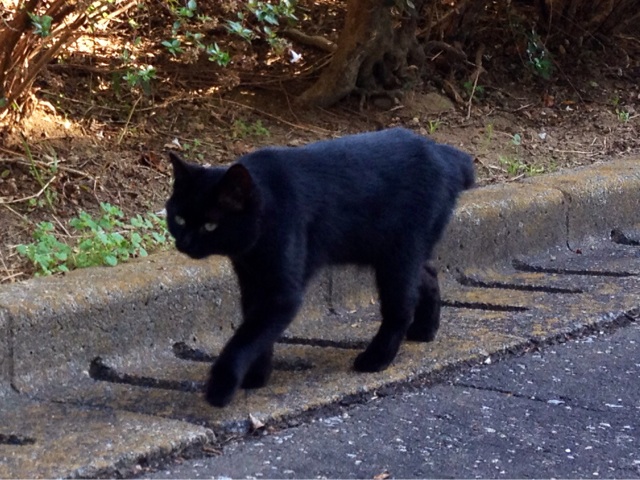 f:id:thierrybuddhist:20151025203302j:plain f:id:thierrybuddhist:20151025203302j:plain