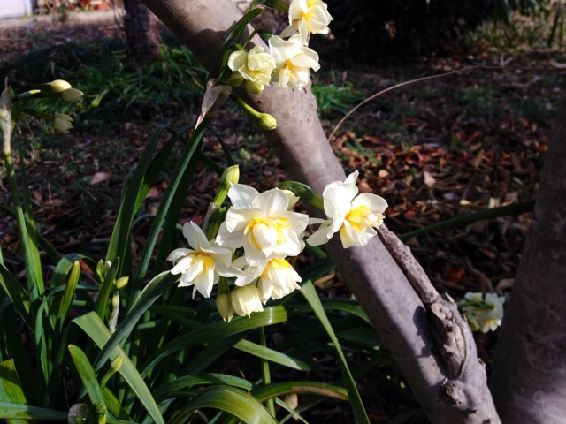 f:id:thierrybuddhist:20160226125043j:plain f:id:thierrybuddhist:20160226125043j:plain