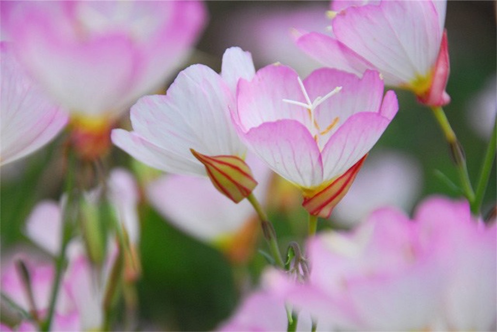 f:id:thoth-kanako:20160331145711j:image f:id:thoth-kanako:20160331145711j:image