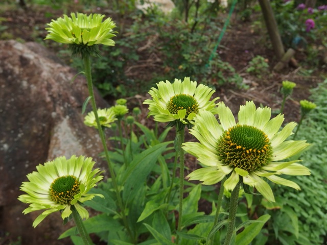 f:id:ticticmie:20140729104302j:plain f:id:ticticmie:20140729104302j:plain