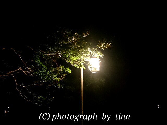 f:id:tinamaru:20150801164657j:plain f:id:tinamaru:20150801164657j:plain