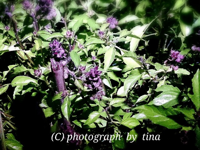 f:id:tinamaru:20150811213315j:plain f:id:tinamaru:20150811213315j:plain