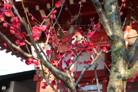 f:id:tittea:20080308155631j:image f:id:tittea:20080308155631j:image