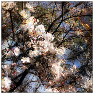 f:id:tk1969:20130330182631j:plain f:id:tk1969:20130330182631j:plain