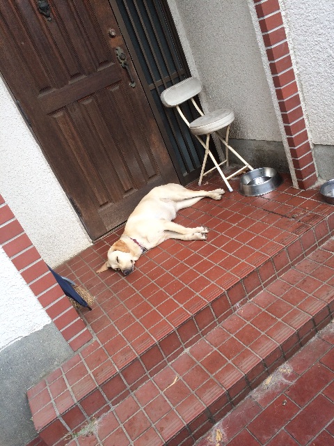 f:id:tkenekt:20150527021245j:image f:id:tkenekt:20150527021245j:image