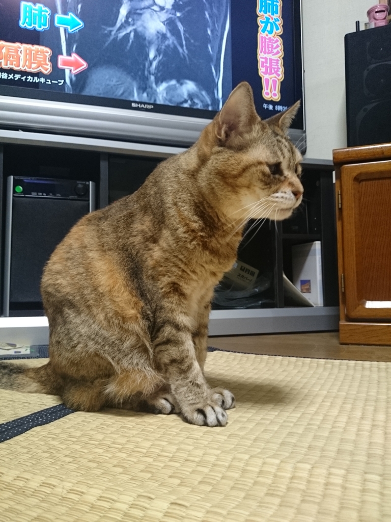 f:id:tkt0314:20141101203520j:plain