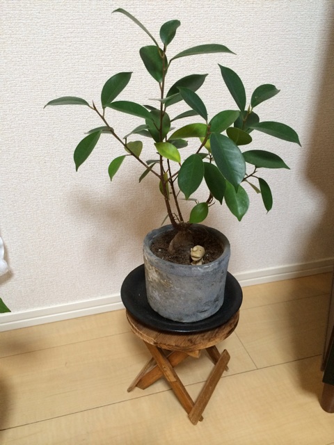 f:id:tmegm:20150116101153j:plain f:id:tmegm:20150116101153j:plain