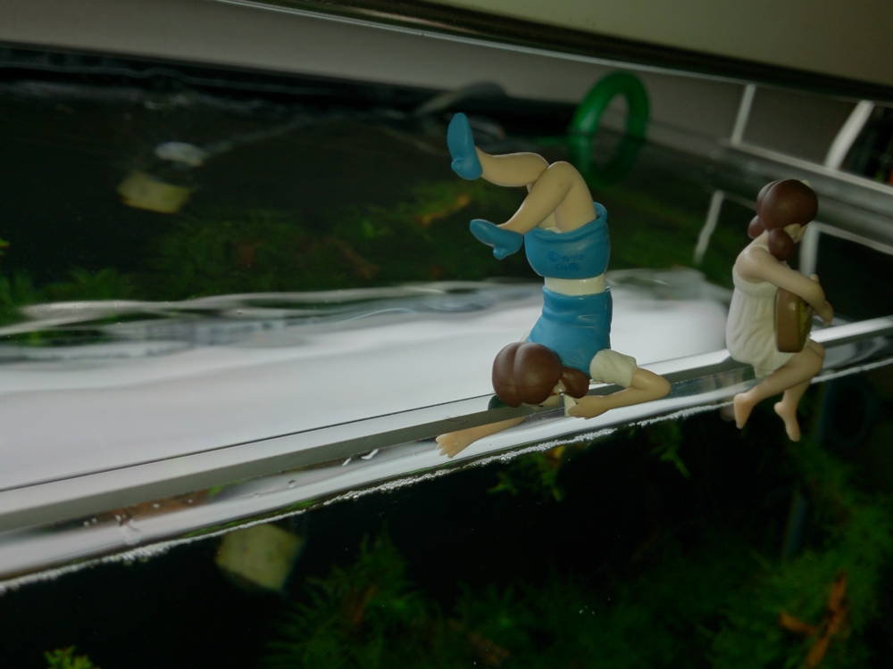 f:id:toTOro:20140714221454j:plain f:id:toTOro:20140714221454j:plain