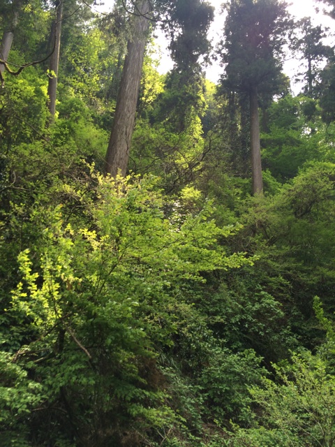 f:id:tobari3209:20140504224424j:plain f:id:tobari3209:20140504224424j:plain