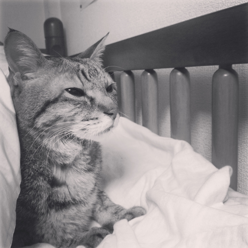猫 抗生 物質 注射 元気 が ない Homu Interia 猫 抗生 物質 注射 元気 が ない Homu Interia