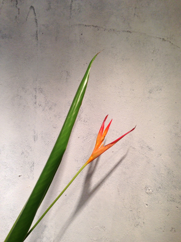 極楽鳥花 に似た花 極楽鳥花 に似た花