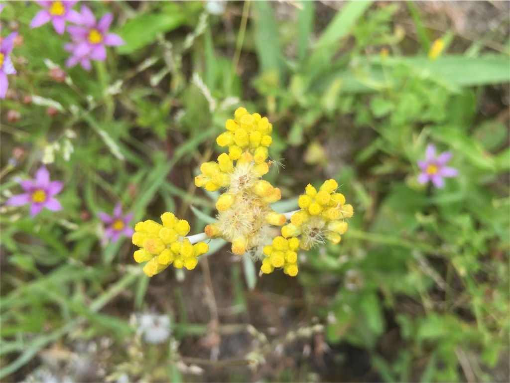 f:id:tohokamiehitame123:20160520160107j:image f:id:tohokamiehitame123:20160520160107j:image