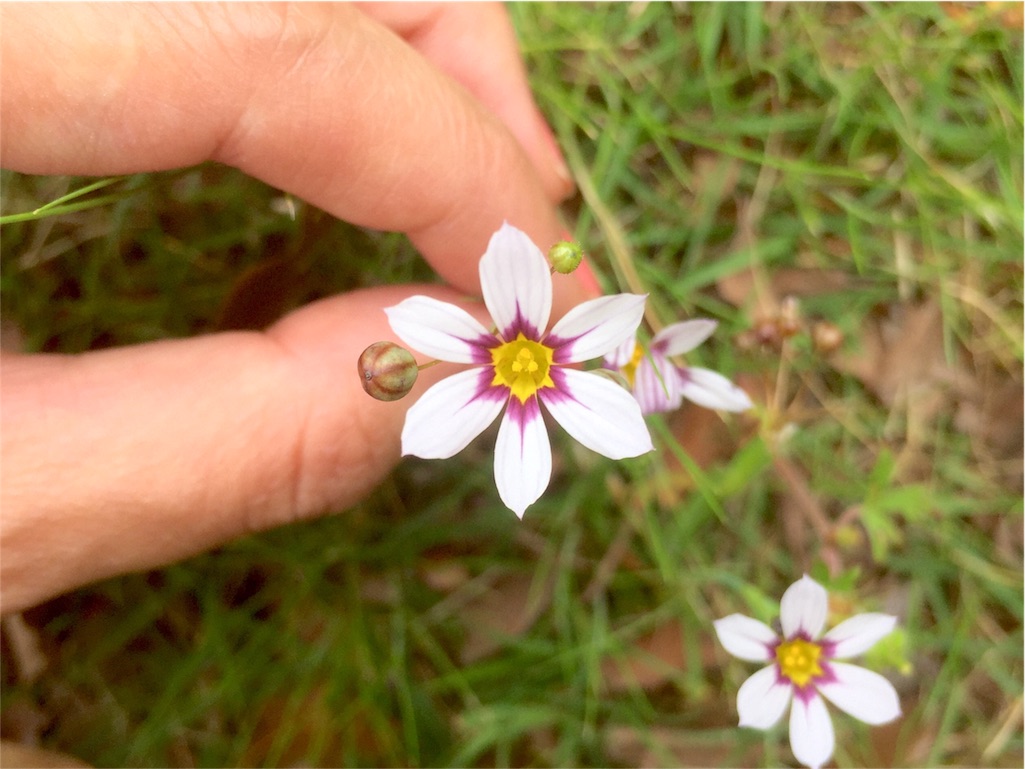 f:id:tohokamiehitame123:20160520160122j:image f:id:tohokamiehitame123:20160520160122j:image