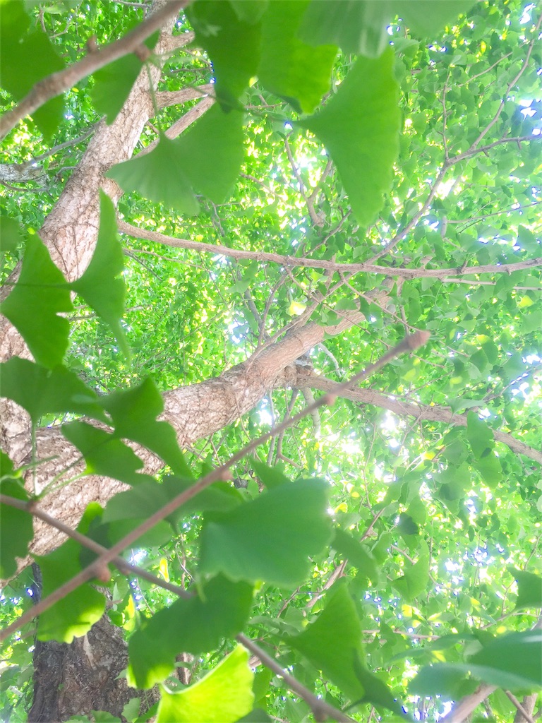 f:id:tohokamiehitame123:20160520160201j:image f:id:tohokamiehitame123:20160520160201j:image
