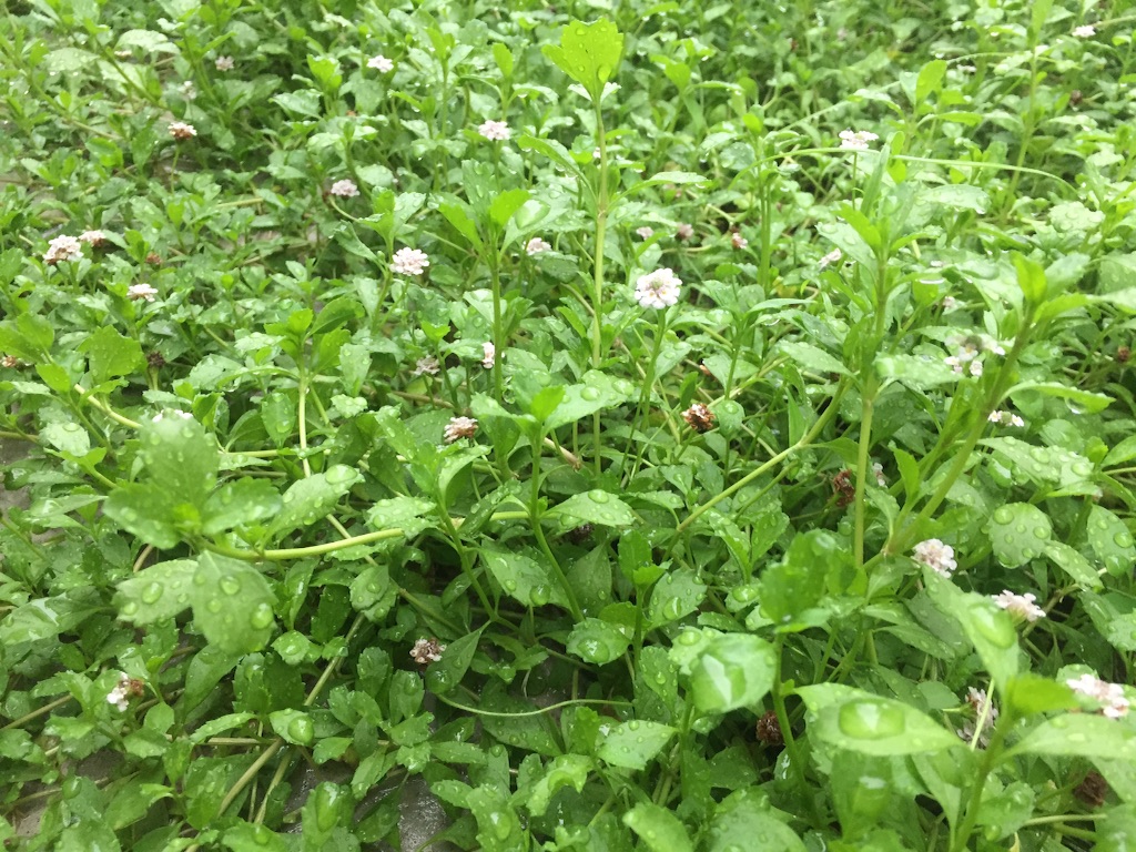 f:id:tojikoji:20150817180341j:image f:id:tojikoji:20150817180341j:image