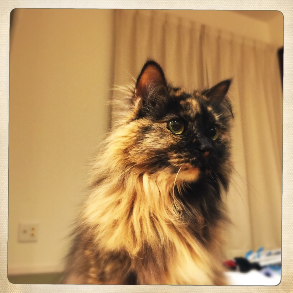 f:id:tojikoji:20150826205504j:image f:id:tojikoji:20150826205504j:image
