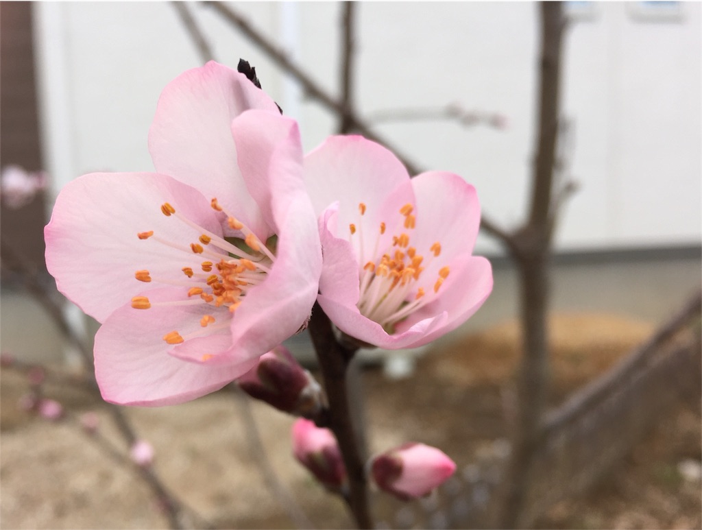 f:id:tojikoji:20160329215217j:image f:id:tojikoji:20160329215217j:image