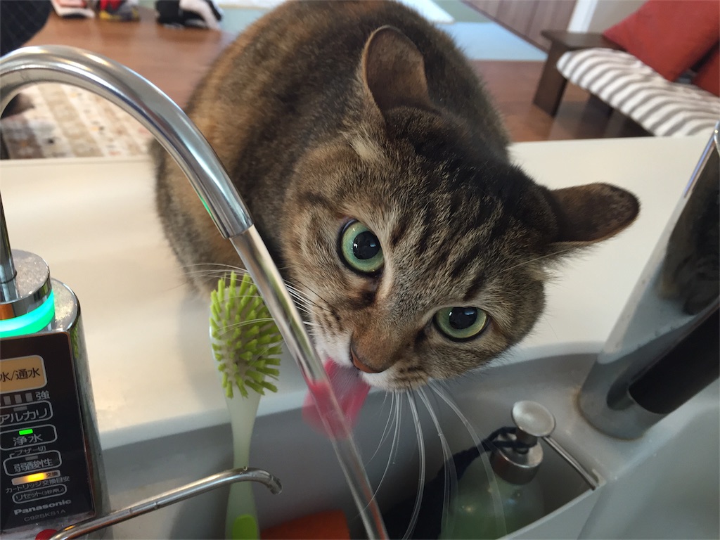f:id:tojikoji:20160425212650j:image f:id:tojikoji:20160425212650j:image