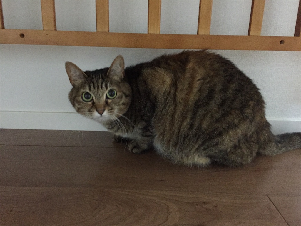 f:id:tojikoji:20160427234859j:image f:id:tojikoji:20160427234859j:image