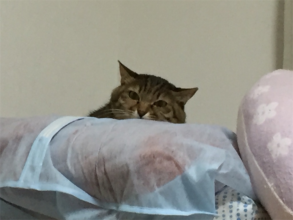 f:id:tojikoji:20160427234905j:image f:id:tojikoji:20160427234905j:image