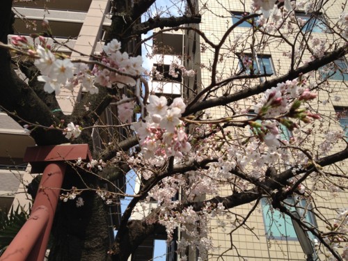 f:id:tokyo_sotai:20120330142318j:image:w360