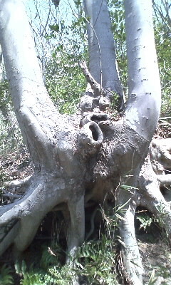 f:id:tokyo_sotai:20120405132313j:image