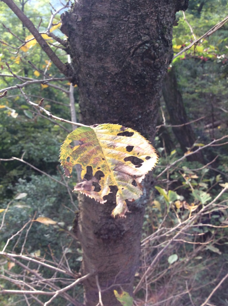 f:id:tokyo_sotai:20151030081541j:plain