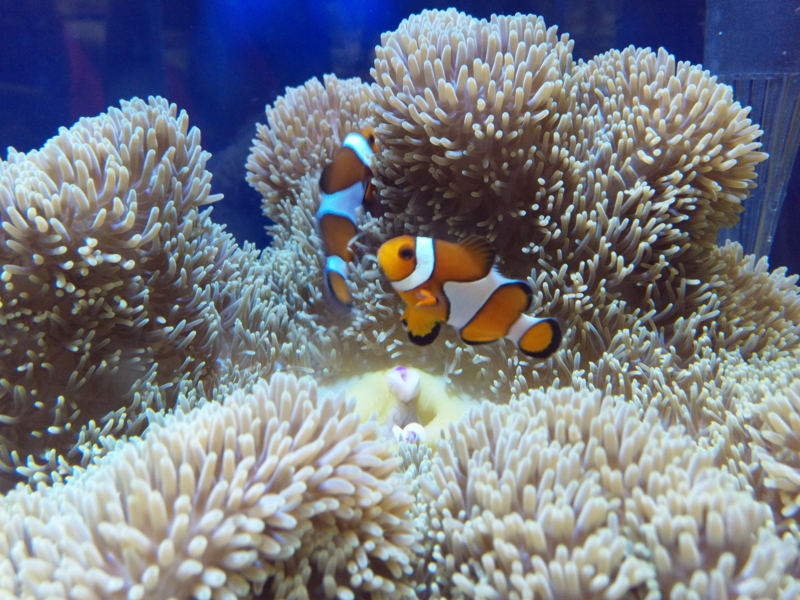 f:id:tom-ocean:20130608185903j:plain f:id:tom-ocean:20130608185903j:plain